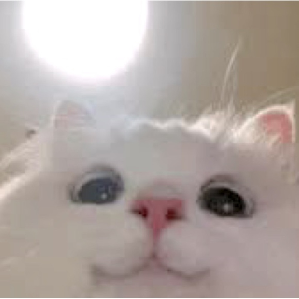 Meet your Posher, Sushi